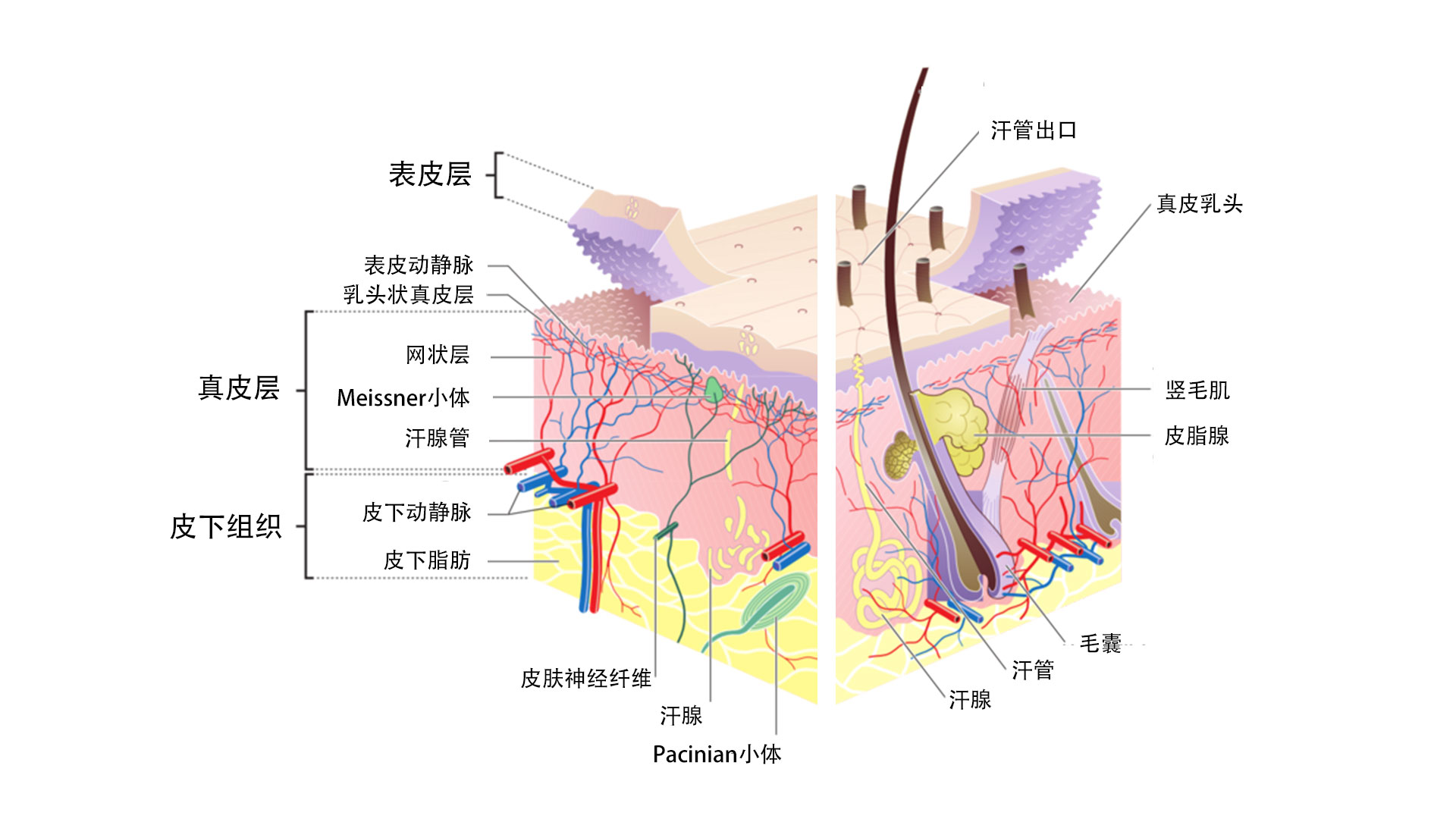 皮肤组织示意图
