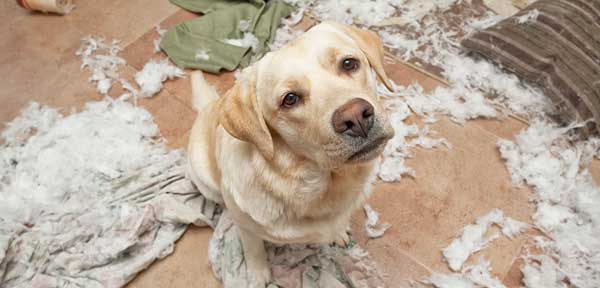 dog-behavior-problems