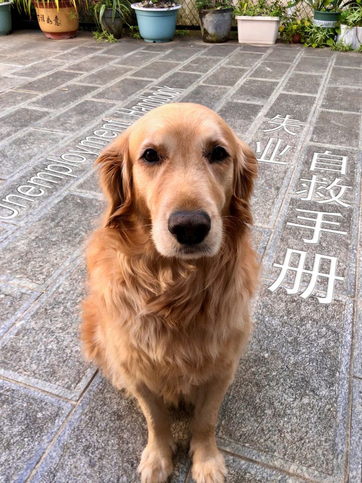 失业自救手册