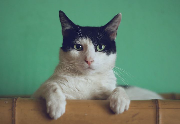 猫狗分不清——如何科学评价深度学习模型