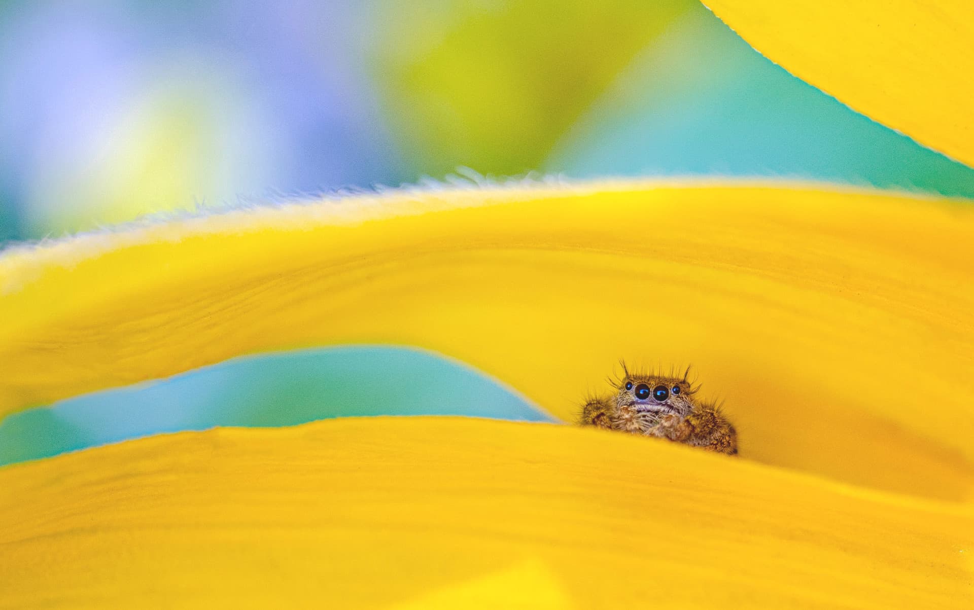 高分辨网络HRNet