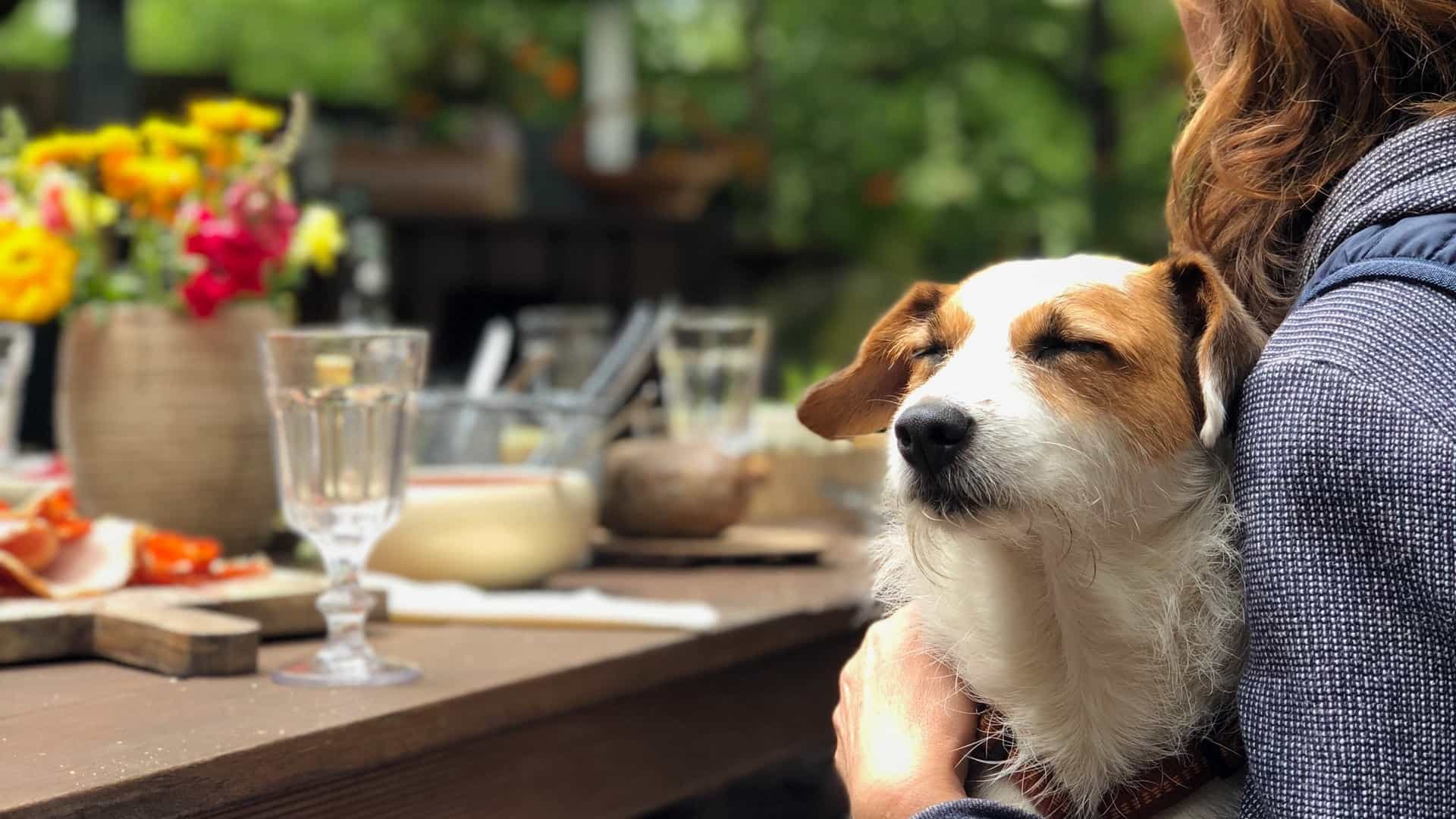 YOLO如何一招制胜