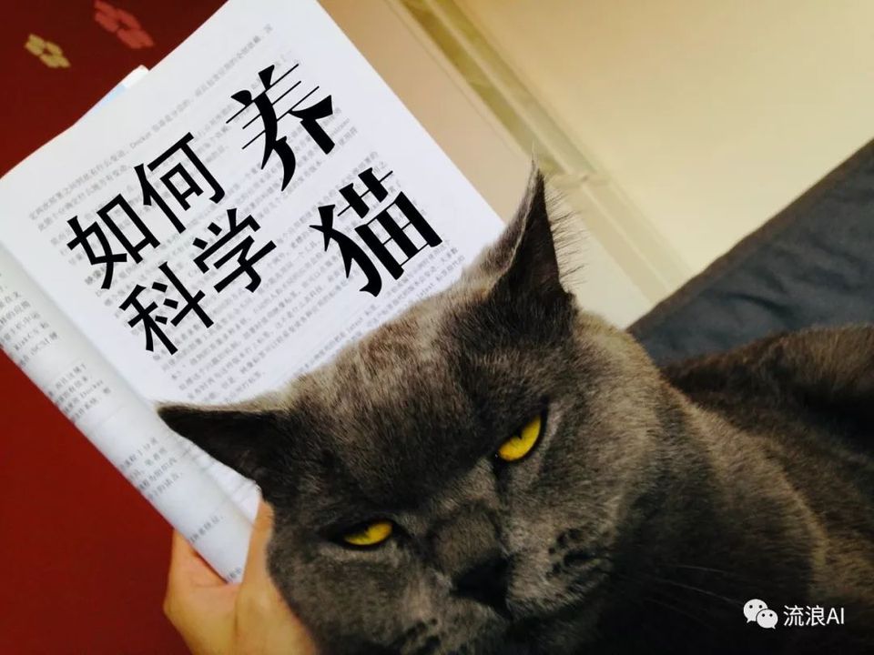 如何科学养猫