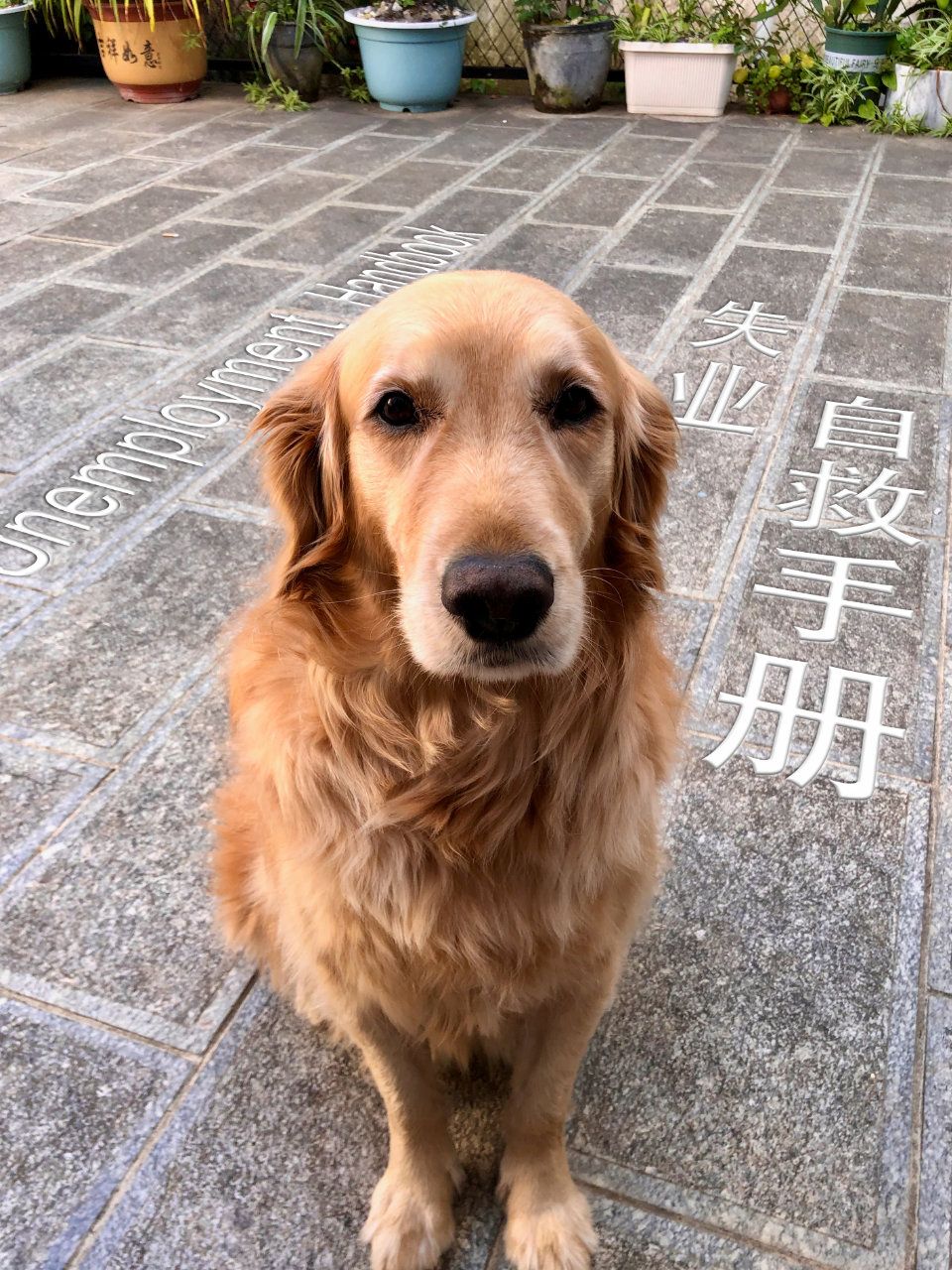 失业自救手册